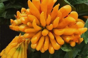 佛手花叶发黄的原因及解决方法（佛手花叶发黄怎么办？专家教你轻松解决！）