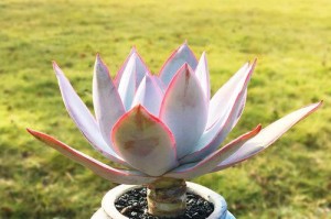 广寒宫多肉夏季养护指南（多肉植物、水分、温度、光照、施肥、病虫害、修剪、空气流通）
