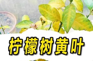 柠檬花的养殖方法（打造芳香盛放的柠檬花园）