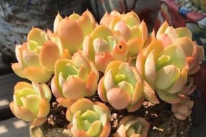 多肉碧桃养殖指南（了解多肉碧桃的养护技巧，轻松打造美丽盆栽）