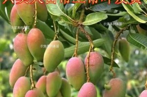 钙果树种植指南（多少年能开花结果？钙果树种植技巧、养护方法详解）