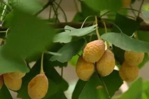 白果成熟的时间与收获技巧（如何判断白果成熟？收获白果的小窍门）