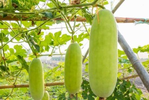 冬瓜种植全攻略（选择最佳种植时间，让收获更丰硕）