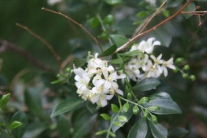 如何正确浇水九里香（掌握这些技巧让你的九里香茁壮成长）