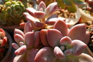 佛珠喜阴还是喜阳？揭秘佛珠的养护之道（探究佛珠的性质与环境，解析佛珠的正常反应）