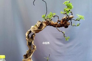 黄荆树的风水作用与盆景寓意（探究黄荆树的风水禁忌及造型技巧，打造高雅的盆景艺术）