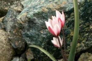 不屈之美——象征勇气和坚韧的植物（以“不屈”为象征的植物，展现生命力与坚毅精神）