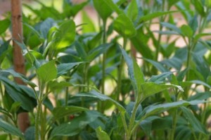 洋姜种植指南（选择种植时间、土壤要求、施肥方法等关键步骤）