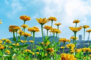 探秘波斯菊——伊朗的国花（历史、特征、象征意义，一一揭秘）