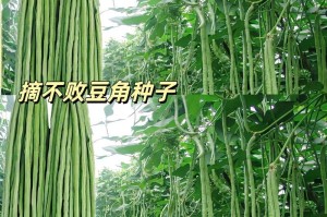 秋豆角种植指南（选择最佳种植时间，轻松收获优质豆角）