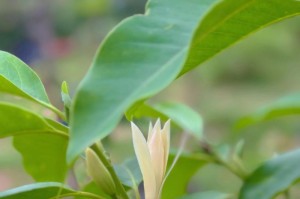 白兰花开花后的修剪技巧（保持优美形态的关键在于正确修剪）