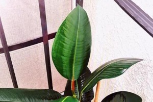 橡皮树（橡皮树适合在室内养吗？透过这篇文章了解吧！）
