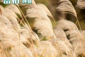 揭秘芦苇真实面貌（探究芦苇是否属于种子植物，以及芦苇的生态和经济价值）