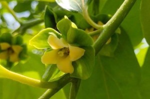 探秘柿子树的开花结果（四季变幻，香甜满树，柿子树的花果之旅）