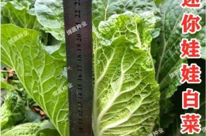 黄心白菜最佳播种时间剖析（种植黄心白菜的最佳时机及关键因素）