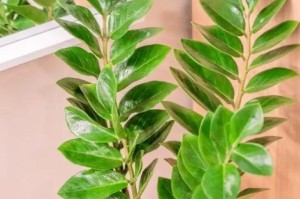 如何科学地浇水养护雪铁芋？（掌握浇水时间、量和方法，让你的雪铁芋健康生长）