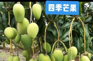 芒果开花结果季节剖析（掌握芒果生长规律，丰收好果不误农时）
