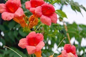 探秘凌霄花的花期及开花时间（了解凌霄花的生长习性，预测开花季节）