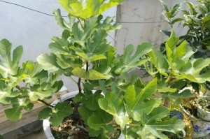 东边适合种什么植物？（探究东边气候和地形，为您推荐最适合的植物种植方案）
