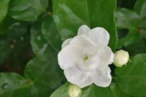 家里种茉莉花的风水知识（让好运永远陪伴你-揭秘家里种茉莉花的风水知识）