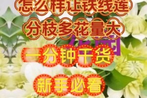 如何正确修剪铁线莲？（掌握关键技巧，让你的铁线莲焕发生机）