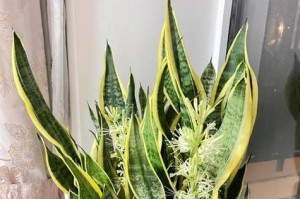 珍稀虎皮兰的美丽与价值（探寻虎皮兰的品种与传承）
