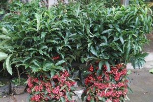 富贵子的养殖方法（从选择品种到管理细节，轻松养活富贵子）