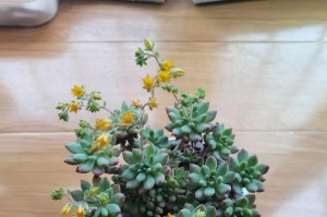 多肉植物红宝石养护全攻略（打造绚丽多肉花园的必备技巧）