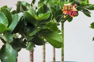夏天吊兰的浇水技巧（合理浇水让吊兰茁壮成长）
