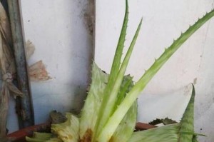 芦荟种植指南——如何将芦荟种到土里（从选择品种到土壤准备，一步步教你种植芦荟）