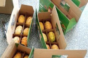火参果种子种植技巧详解（种子来源、种植要点、栽培难点全掌握）