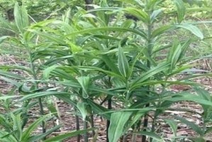 如何正确保存黄精，储存时间长？（掌握正确的保存方法，让黄精更有价值）