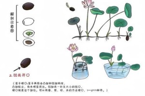如何种植穿心莲的种子（详细步骤，让您轻松种植穿心莲）