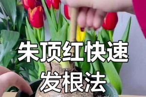 以朱顶红分株的繁殖方法及技巧（快速掌握朱顶红分株技巧，让你的花园更加美丽）