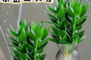 观音竹的养殖技巧——打造旺盛生长的小竹林（从选种到养护，做好这15点，让观音竹更旺盛！）