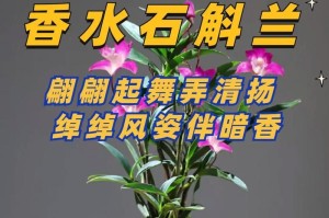 石斛兰的花期到底有多长？（揭秘石斛兰不为人知的开花秘密）