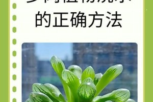 多肉植物扦插的浇水技巧（保证多肉植物扦插的浇水量与频率是关键）