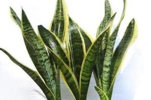 虎尾兰养护全攻略（家庭种植高产技巧，从栽培到繁殖全掌握）