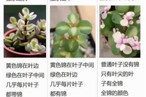 如何出锦金枝玉叶（掌握这些护理技巧，让你的植物更加绚烂）