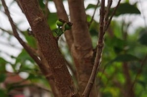 嘉宝果开花不结果的解决方法（嘉宝果不结果的原因分析及治疗方案）