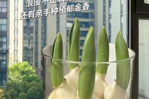 如何保存与种植玫瑰种球（保鲜技巧与最佳种植时间，）