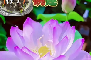 如何保存碗莲种子（分享碗莲种子保存的方法，让您轻松留下自家花园的珍贵种子资源）