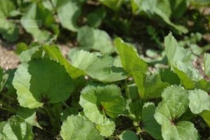 山芽菜全面了解（别名及种植、食用方式、营养价值等多方面介绍）