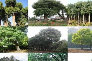 赏析香樟树的外貌和特点（探索香樟树枝叶、花果和生长习性）