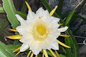 火龙果花的颜色（探秘火龙果花的五种颜色和寓意）