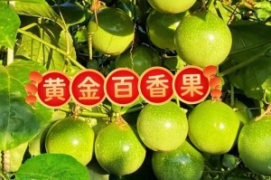 百香果种子的食用价值及注意事项（探究百香果种子的营养成分和食用方法，了解百香果种子的禁忌症状）