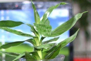 观音竹开花的奇妙之旅——探秘观音竹开花过程