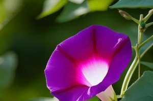 喇叭花的多彩世界（探寻喇叭花的多种颜色及美妙魅力）