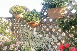 北方露台花卉种植指南