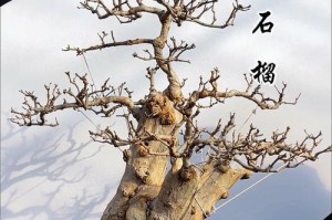 冬天如何养护石榴树盆栽（室内冬季养护技巧，让石榴树健康过冬）